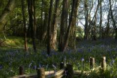 gallery-wood2